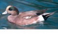 /album/fotogaleria-especies/caza-patos-panadero-jpg/