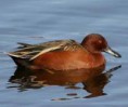 /album/fotogaleria-especies/cercerta-canela-jpg/