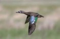 /album/fotogaleria-especies/cerceta-alas-azules-jpg/
