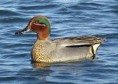 /album/fotogaleria-especies/cerceta-alas-verdes-jpg/